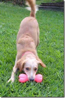 Brincando Brincando