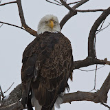 February 2010 Eagles!