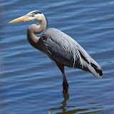 Great Blue Herons