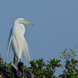 Venice Rookery
