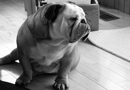 Norman, the most awesome English bulldog known to man!