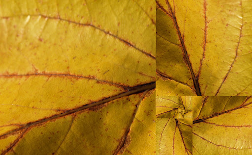 spirale de Fibonacci 12oct-lestermeur-1-fibo