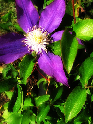 Late-Blooming Clematis