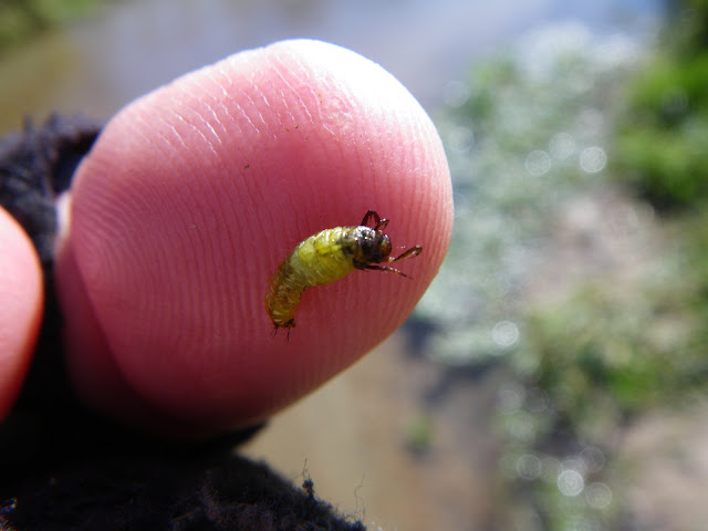 Caddis