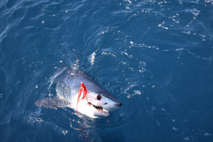 One Angry Shark