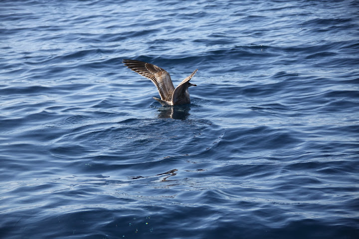 Flying Rat