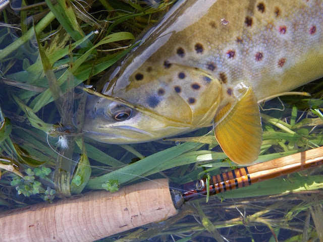 A nice brown from the Creek