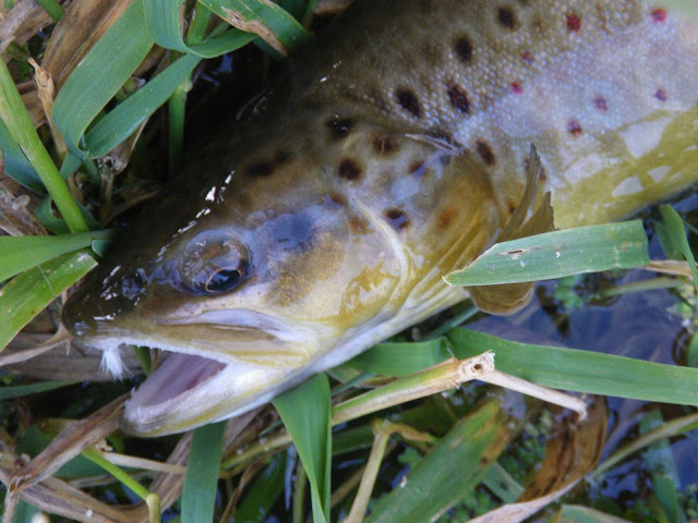 Another nice Brown