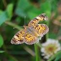 Pearl Crescent