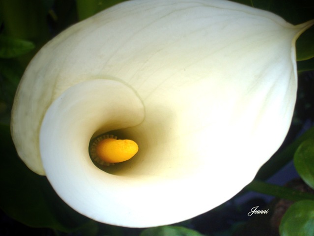 [Copy of Arum lily[2].jpg]