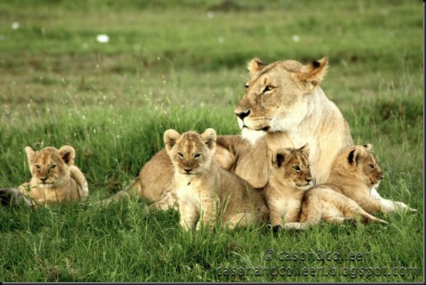 Cubs and their momma