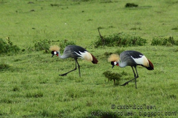 [Crown crested crane[3].jpg]