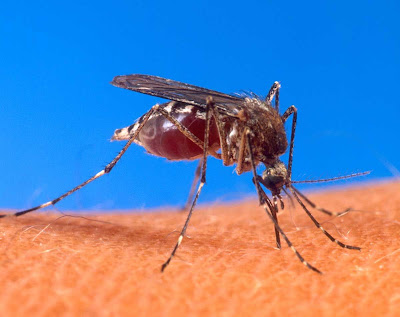 dengue01.jpg