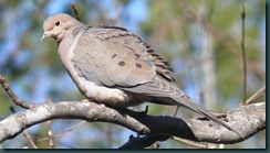 mourning-dove