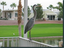 heron1 heron1
