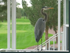 heron3 heron3