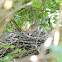 Brown Thrasher