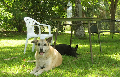 Blogging buddies Scout and Rocco