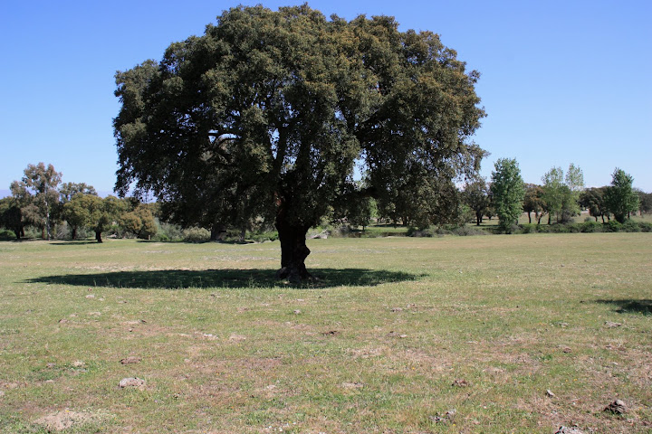 Deze bomen zie je hier veel.