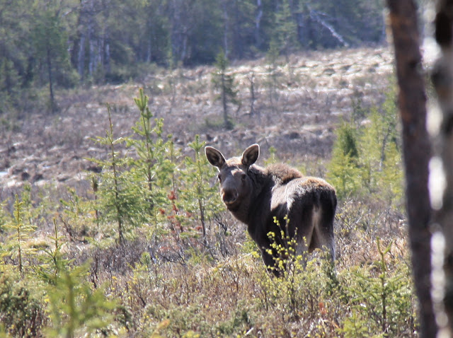 Eland