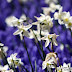 Amsterdam_5769_B_107.JPG, Flowers during tulip season at Keukenhof Gardens in the Netherlands (Yehuda Boltshauser), Keukenhof 2009
