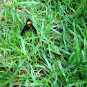 Golden-backed snipe fly