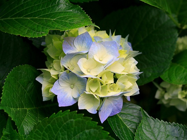 [Hydrangeas[3].jpg]