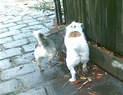 [Monty and Daisy find mice in the rain (6)[2].jpg]