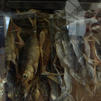 Fisch