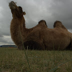 Camel