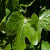 P6122628