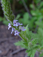 Verbena%20lasiostachys%20000