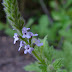 Verbena%20lasiostachys%20000