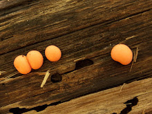 P6052507