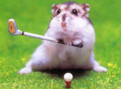 [hamster_golf[3].jpg]