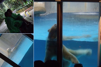 View polarbear