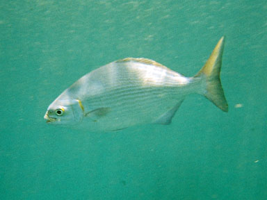 0562por-R1-024-10A+Nua'alolo+fish.jpg
