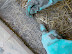 Mesh and barrier are stapled and pinned onto the interior face of the bales