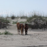 Wild horses north of Corolla