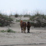 Wild horses north of Corolla