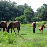 Wild horses north of Corolla