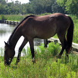 Wild horses north of Corolla