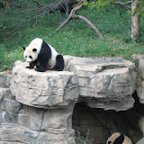 Giant pandas frolicking about.