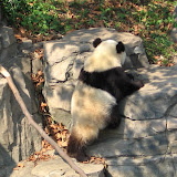 Baby giant panda frolicking about.