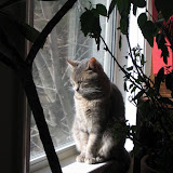 Combining her two favorite pastimes: resting and looking out the window.