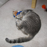 In ecstasy with a cat toy.