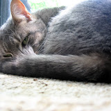 Half asleep, as usual.