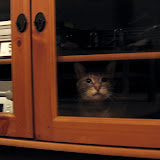 Trapped in the stereo cabinet.