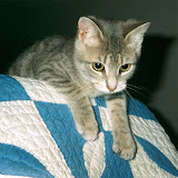 As a kitten, scaling the back of a rocking chair.