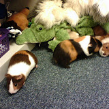 Reeses and Kit Kat running around the classroom.